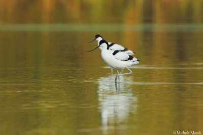 Pied avocet