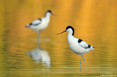 Pied avocet