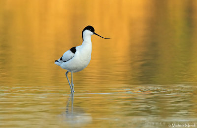 Pied avocet