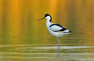 Pied avocet