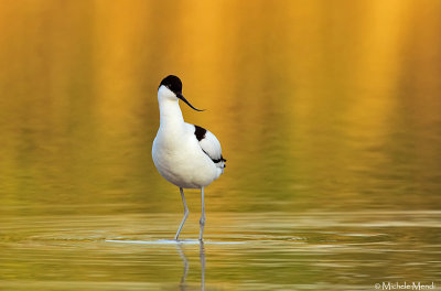 Pied avocet