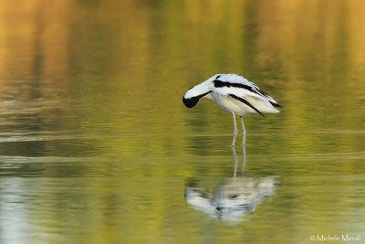 Pied avocet