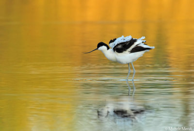 Pied avocet