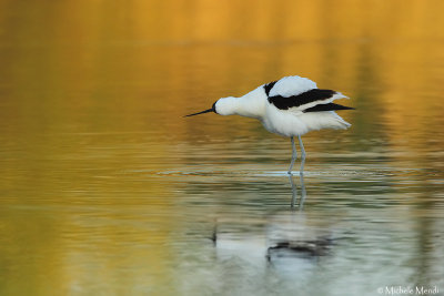 Pied avocet