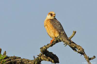 Red footed falcon