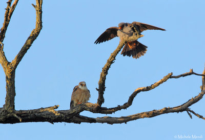 Red footed falcons