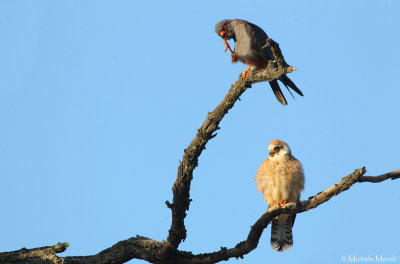Red footed falcons
