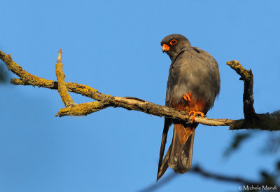 Red footed falcon