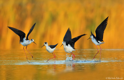 Black-winged stilt