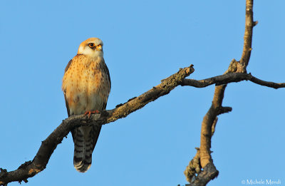 Red footed falcon