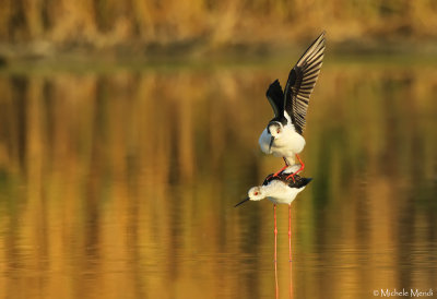 Black-winged stilt