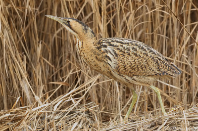 Bittern