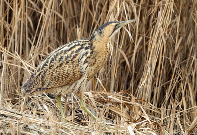 Bittern