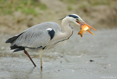 Grey heron