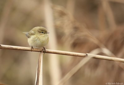 Common chiffchaff