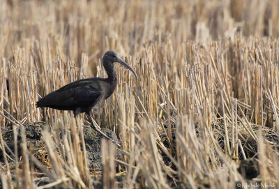 Glossy ibis