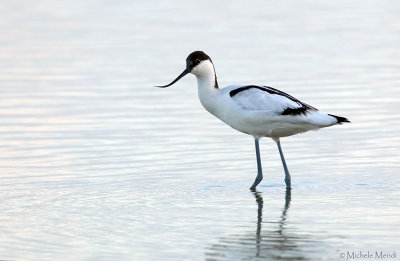 Pied avocet