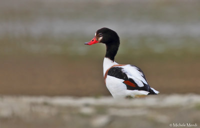 Common shelduck