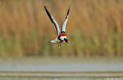 Common shelduck