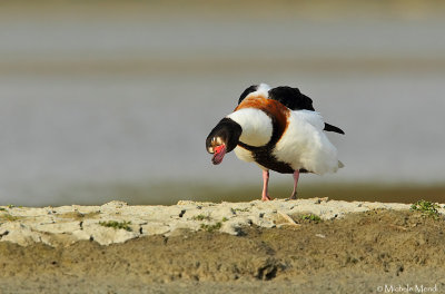 Common shelduck