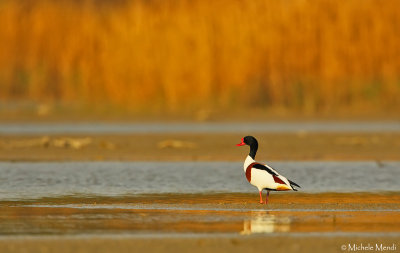 Common shelduck