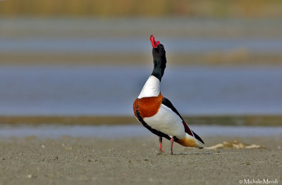 Common shelduck