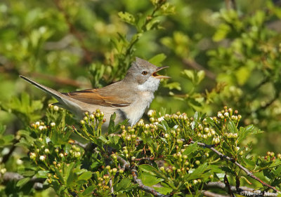 Common whitethroat