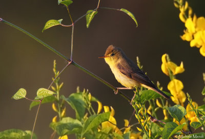 Melodious warbler