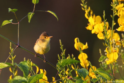 Melodious warbler