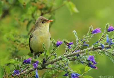 Melodious warbler