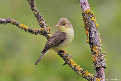 Melodious warbler