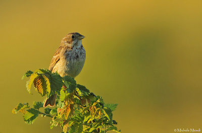 Corn bunting