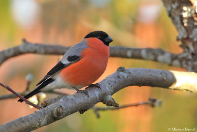 Bullfinch