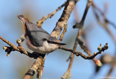 Nuthatch