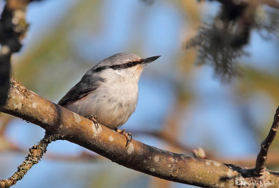 Nuthatch