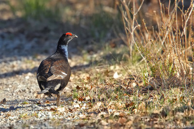 Black Grouse 