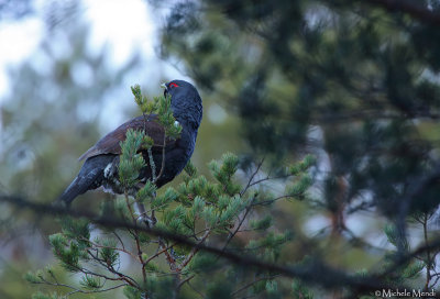 Capercaillie