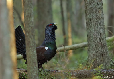 Capercaillie