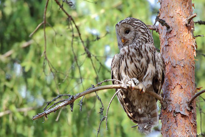 Ural Owl