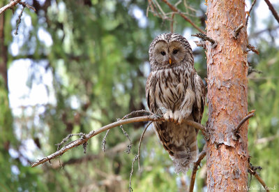 Ural Owl