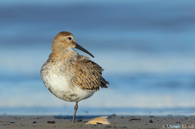 Dunlin