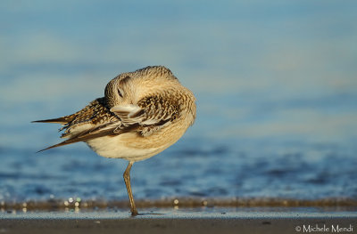 Grey plover