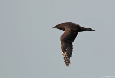 Arctic Skua 