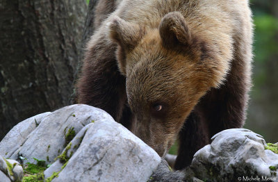 Brown bear 