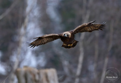 Golden eagle