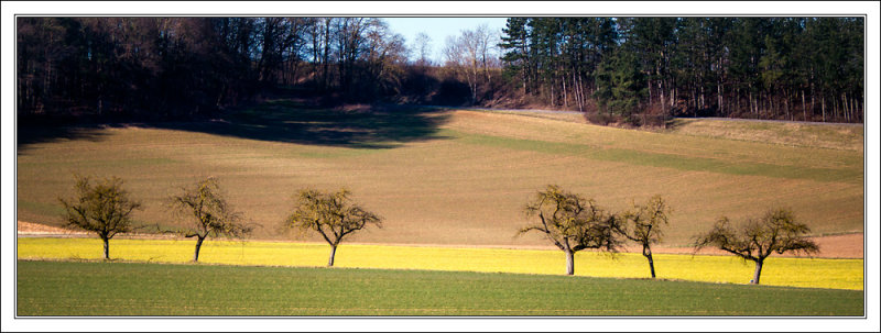 Line of Trees