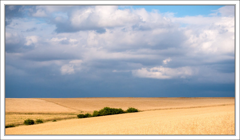 Summer Fields