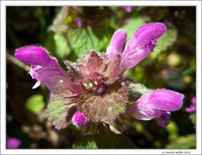 Purple Dead Nettle