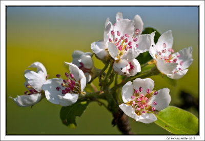 Apple Blossoms