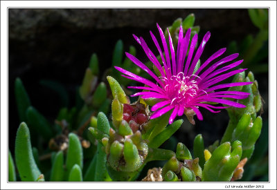 Red Flower